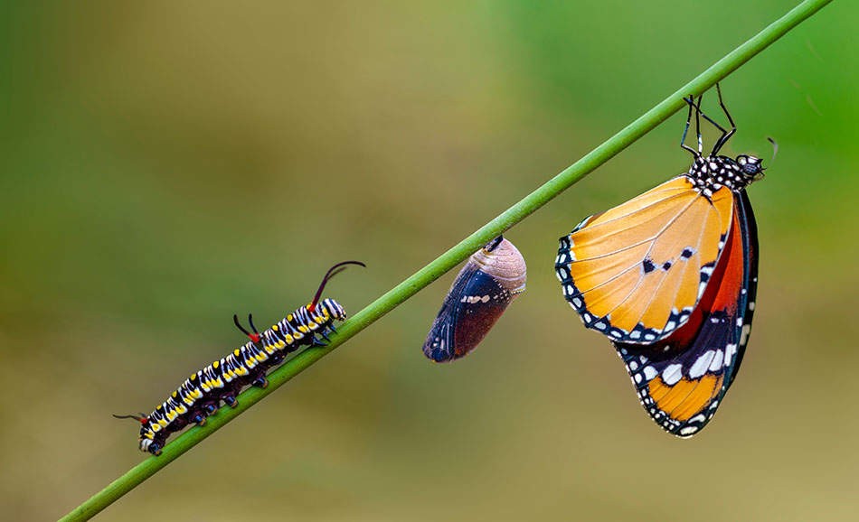 A GLOBAL METAMORPHOSIS